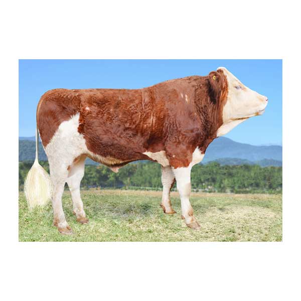 اسپرم گاو JUSTICE از نژاد سیمنتال کد (364052100022719) بهدام اسپرم گاو JUSTICE از نژاد سیمنتال کد (364052100022719) بهدام