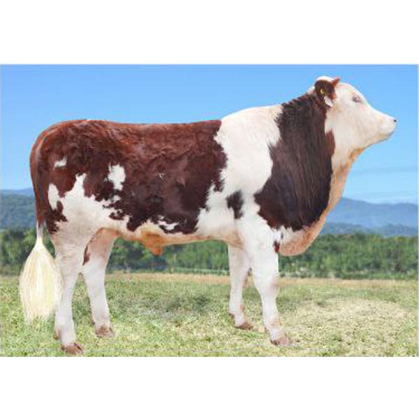 اسپرم گاو Cavalier از نژاد سیمنتال کد (364052100022751) بهدام اسپرم گاو Cavalier از نژاد سیمنتال کد (364052100022751) بهدام