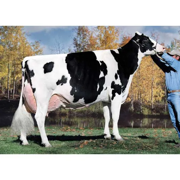 اسپرم گاو BECKETT از نژاد هلشتاین کد (001HO16459) تایماز ژن اسپرم گاو BECKETT از نژاد هلشتاین کد (001HO16459) تایماز ژن