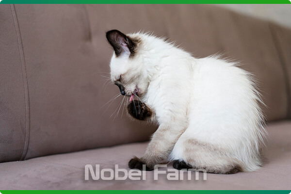 قرص ضد انگل گربه | نوبل فارم
