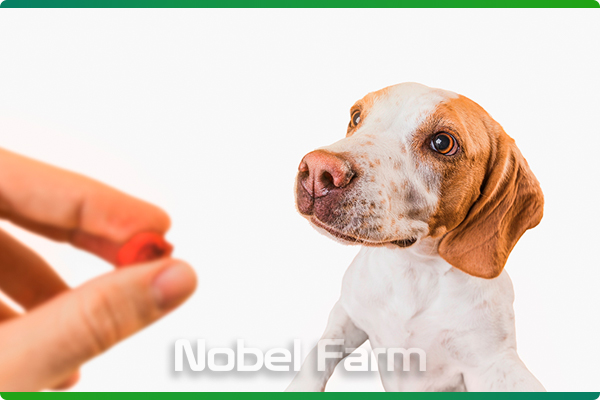 قرص کلیندامایسین سگ و گربه | نوبل فارم