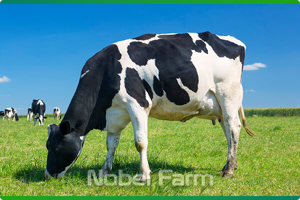 کنسانتره گاو کم شیر | نوبل فارم