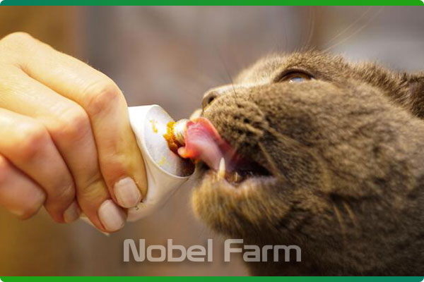 خمیر مالت گربه | Healthy Cats | نوبل فارم