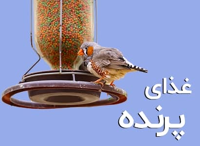 غذای پرندگان