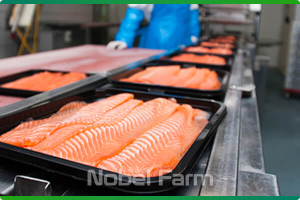 ماهی قزل آلای صادراتی | نوبل فارم