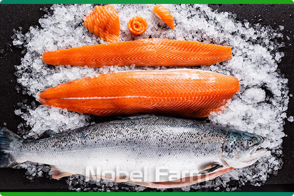 ماهی قزل آلای صادراتی | نوبل فارم