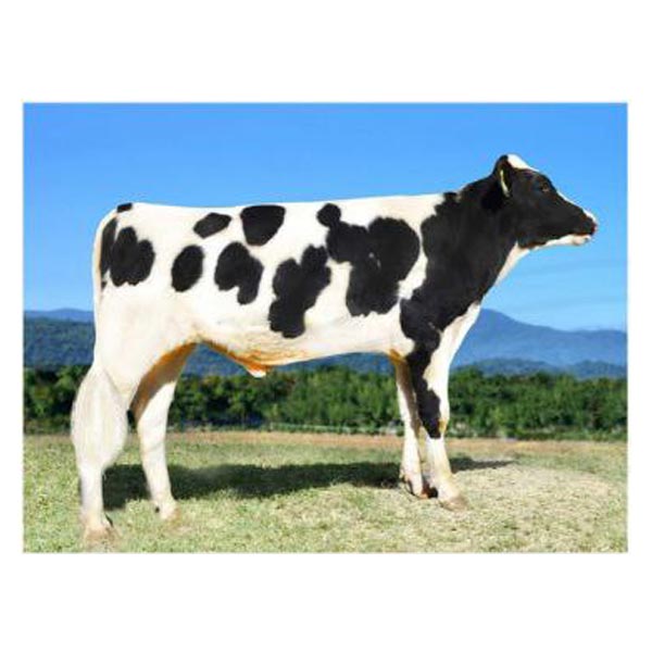 اسپرم گاو FEATURED از نژاد هلشتاین کد (۳۲۲HO00060) تایماز ژن