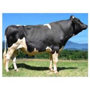 اسپرم گاو GRAVIT از نژاد هلشتاین کد (۲۸۹HO02014) بهدام