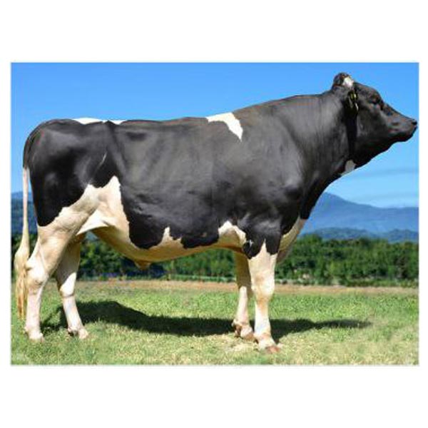 اسپرم گاو GRAVIT از نژاد هلشتاین کد (۲۸۹HO02014)