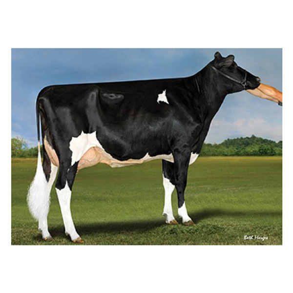 اسپرم گاو LOU از نژاد هلشتاین کد (۰۰۷HO15762) بهدام