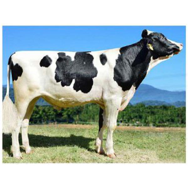 اسپرم گاو NAB از نژاد هلشتاین کد (۲۸۹HO01148) بهدام