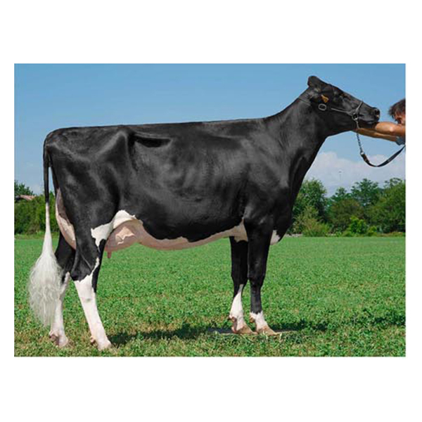 اسپرم گاو RUSTY NAIL از نژاد هلشتاین کد (۲۸۹HO15904)