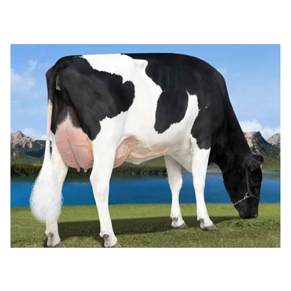 اسپرم گاو TAPPED از نژاد هلشتاین کد (۲۸۹HO15705)