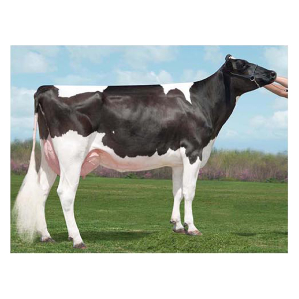 اسپرم گاو TESLA از نژاد هلشتاین کد (۲۸۹HO01180) بهدام