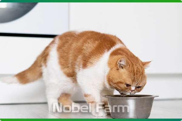 کنسرو غذای گربه وکسی (Vexi) | نوبل فارم