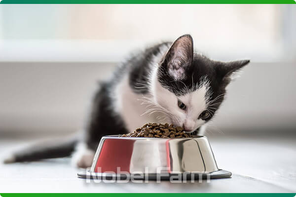 کنسرو غذای بچه گربه وکسی (Vexi) | نوبل فارم