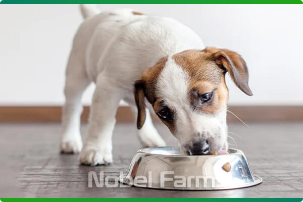 کنسرو غذای توله سگ وکسی (Vexi) | نوبل فارم