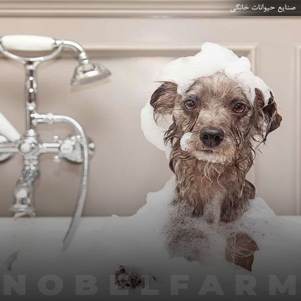 شامپو درمانی حیوانات خانگی | نوبل فارم