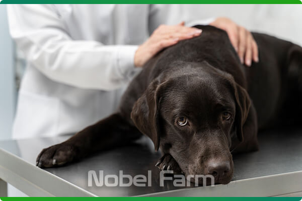 بیماری قلبی شایع در حیوانات خانگی | نوبل فارم