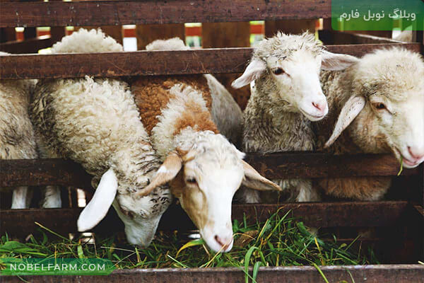 راهنمای تغذیه گوسفند | نوبل فارم