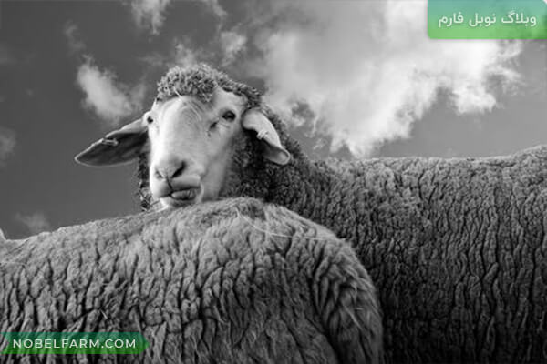 راهنمای تغذیه گوسفند | نوبل فارم
