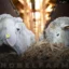 راهنمای تغذیه گوسفند (sheep) + ممنوعیت‌های تغذیه