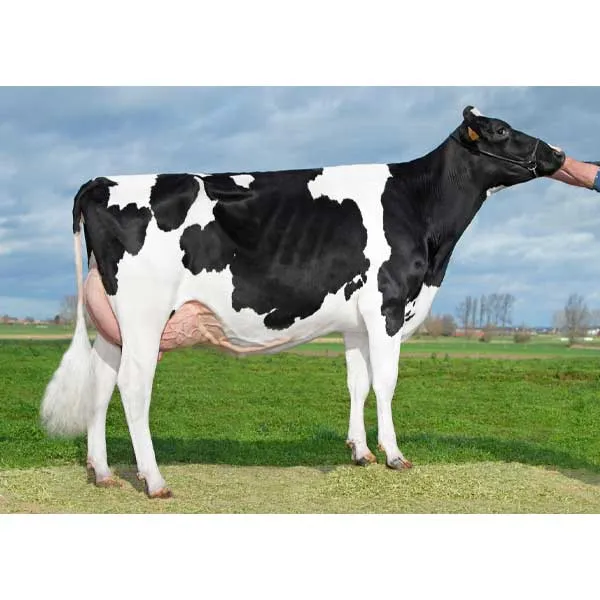 اسپرم گاو NORTHERNSTAR از نژاد هلشتاین کد (۰۰۱HO16791) تایماز ژن