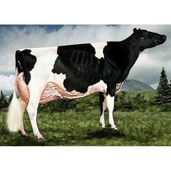 اسپرم گاو BIG FIVE از نژاد هلشتاین کد (۲۰۲HO01882) تایماز ژن