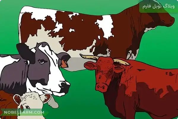 گاو نر | گاو ماده | گوساله | تلیسه