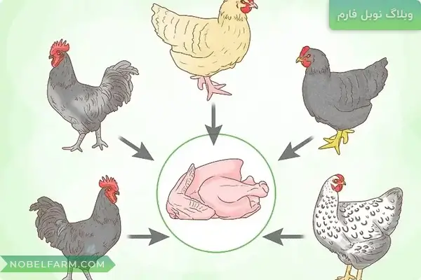 راه اندازی مرغداری، پرورش مرغ