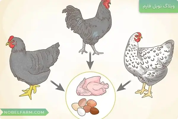 راه اندازی مرغداری، پرورش مرغ