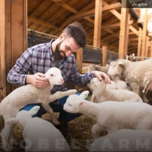 پرورش گوسفند | نگهداری گوسفند | دامداری