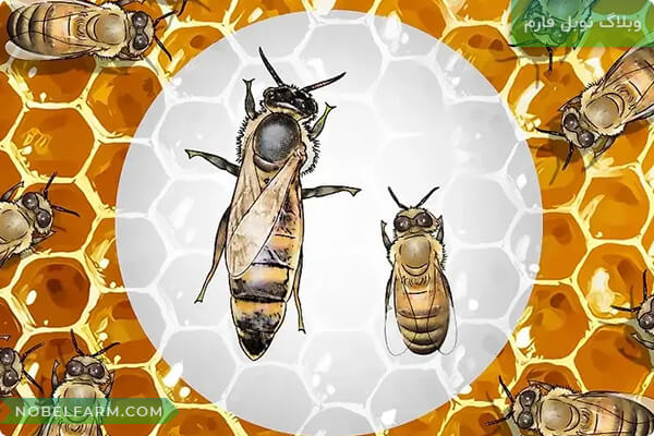 ملکه زنبور، زنبور ملکه، زنبور عسل، queen bee