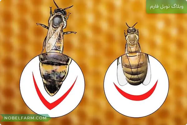 ملکه زنبور، زنبور ملکه، زنبور عسل، queen bee