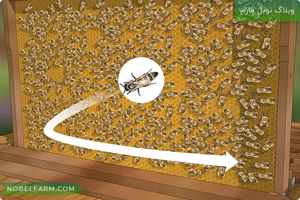 ملکه زنبور، زنبور ملکه، زنبور عسل، queen bee