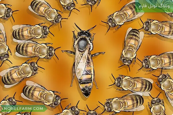 ملکه زنبور، زنبور ملکه، زنبور عسل، queen bee