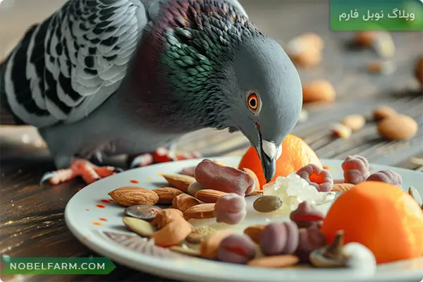 بهترین غذای کبوتر در فصول مختلف سال چیست؟ 3 خوراک های ممنوع برای کبوترها