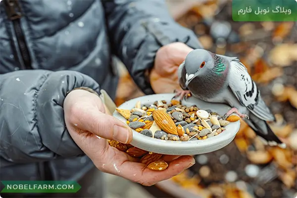 بهترین غذای کبوتر در فصول مختلف سال چیست؟ 2 غذای مناسب کبوتر