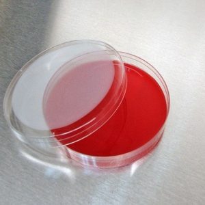 محیط کشت بلاد آگار آتیه سلامت