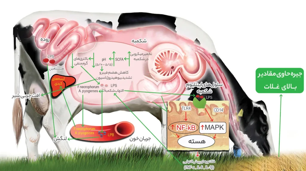رومن استار (مخمر زنده ویژه نشخوارکنندگان) سبز اندیشان برتر رومن استار (مخمر زنده ویژه نشخوارکنندگان) سبز اندیشان برتر