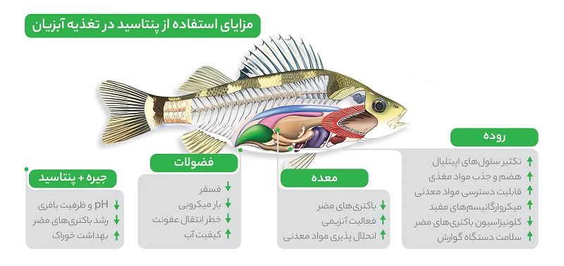 افزودنی پنتاسید طیور و آبزیان سبز اندیشان برتر