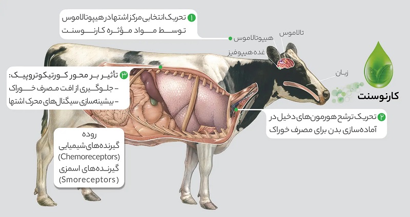 کارنوسنت دام طیور و آبزیان سبز اندیشان برتر 1 خصوصیات ویژه کارنوسنت در خوراک دامی