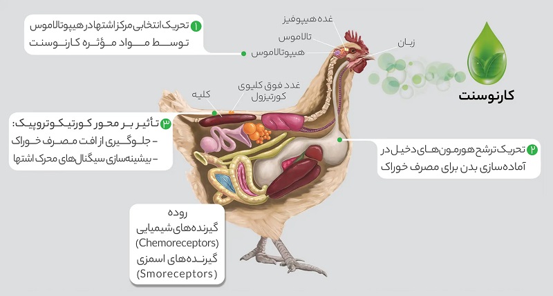 کارنوسنت دام طیور و آبزیان سبز اندیشان برتر 2 خصوصیات ویژه کارنوسنت در خوراک طیور