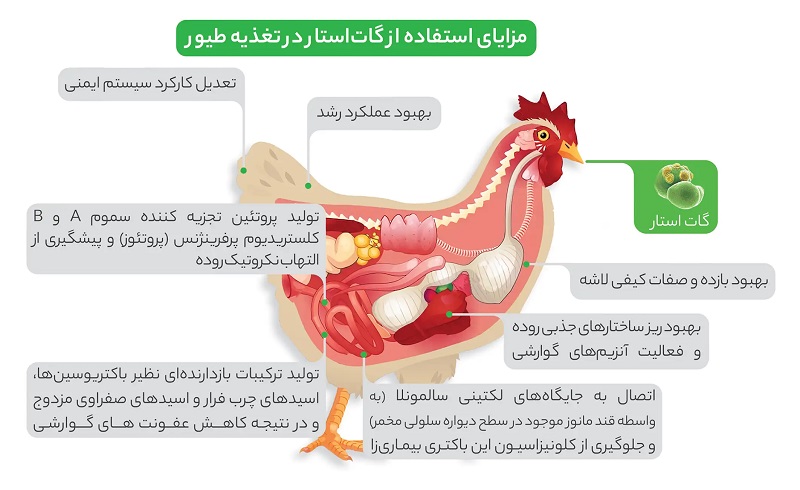 گات استار (مخمر زنده طیور) سبز اندیشان برتر