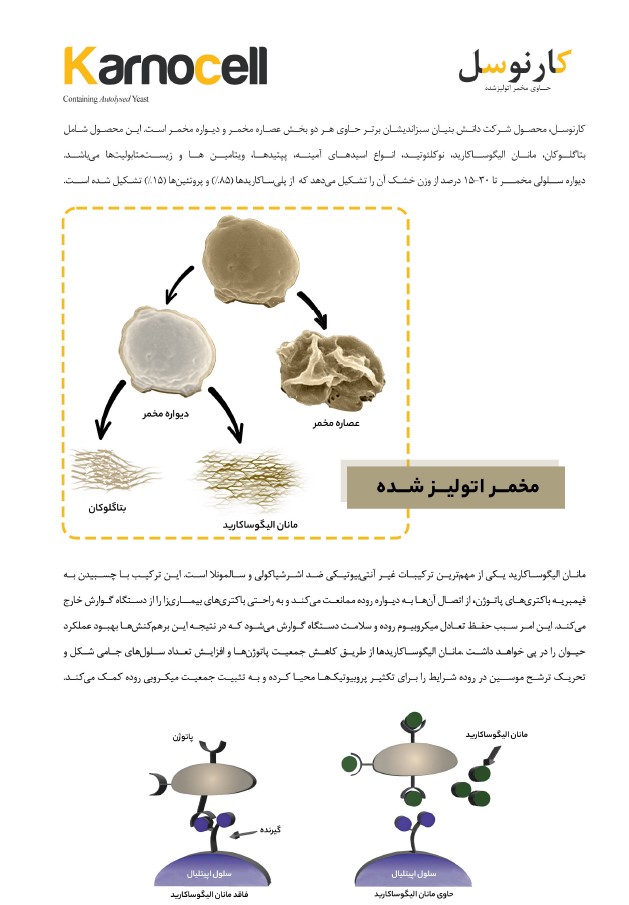 مشخصات کارنوسل