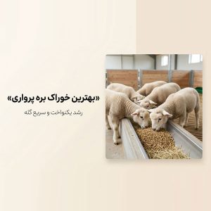 بهترین خوراک بره پرواری برای بیشترین وزن‌گیری