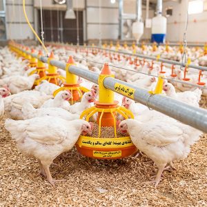 وبلاگ 62 تاثیر کربوهیدرات و نشاسته بر ضریب تبدیل (FCR) جوجه گوشتی