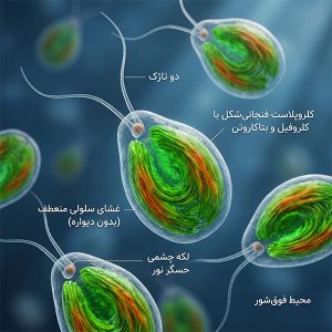 وبلاگ 60 کشت-و-پرورش-جلبک-دونالیلا-سالینا