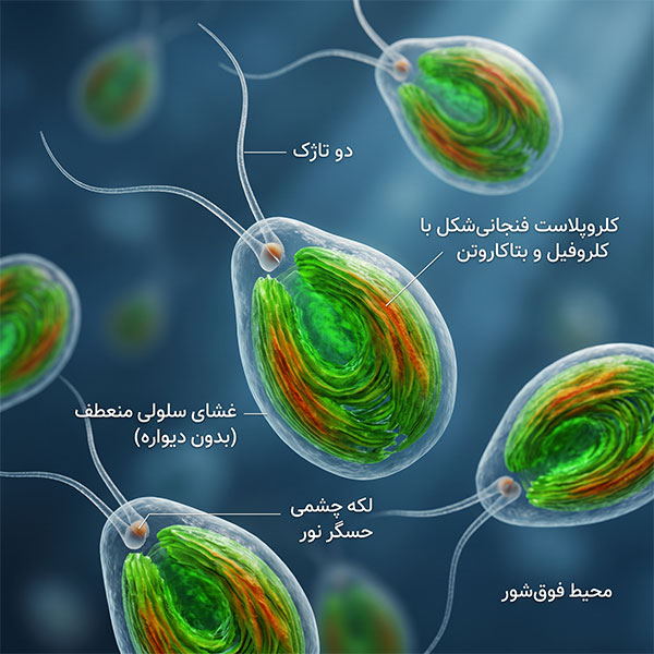 کشت-و-پرورش-جلبک-دونالیلا-سالینا