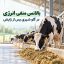بالانس منفی انرژی در گاوهای تازه زایمان کرده و درمان آن